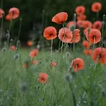 Beeldend Buiten Wichmond