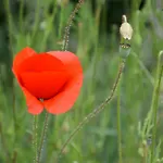 Beeldend Buiten * Wichmond