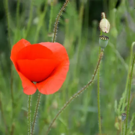 Beeldend Buiten * Wichmond