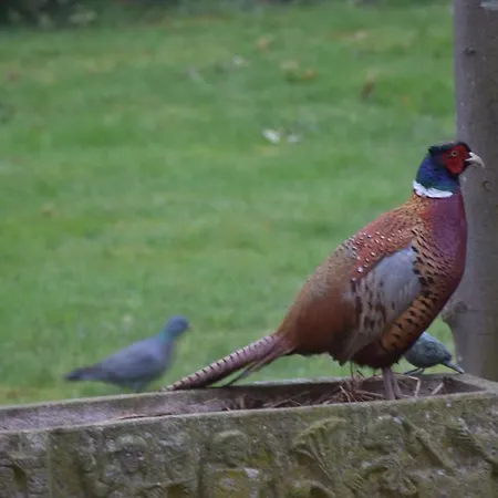 Beeldend Buiten דירה