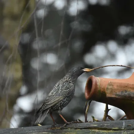 Beeldend Buiten דירה Wichmond