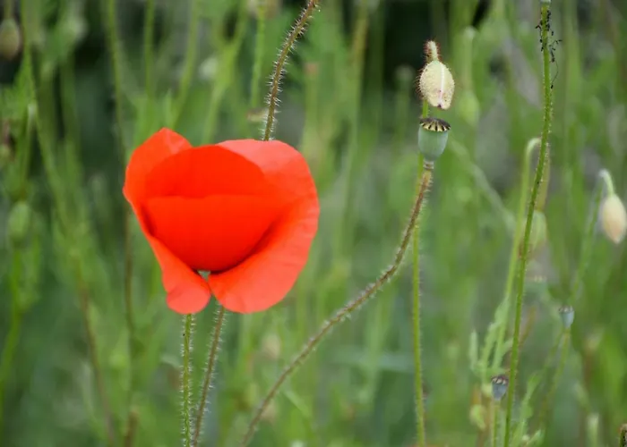 Beeldend Buiten * Wichmond