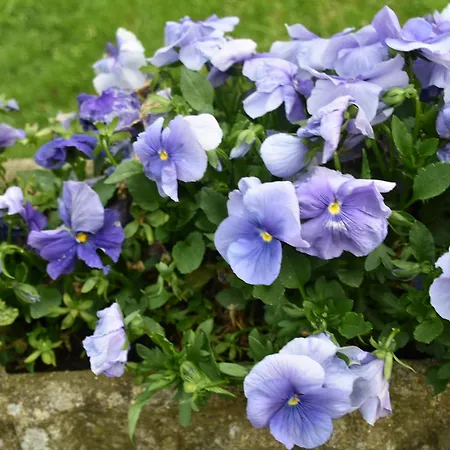 Apartmán Beeldend Buiten *