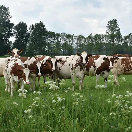 Apartmán Beeldend Buiten