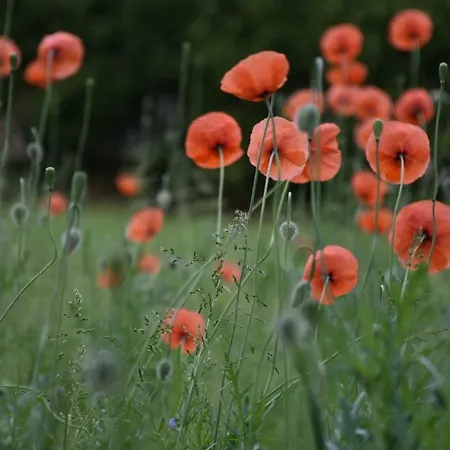 Beeldend Buiten Wichmond