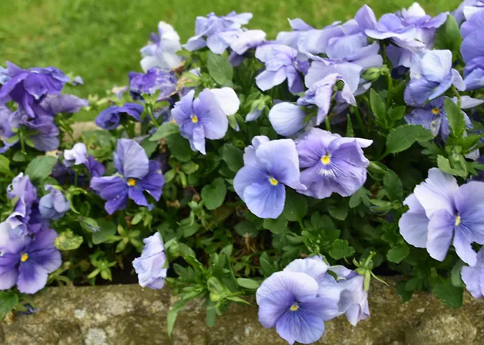 Апартаменты Beeldend Buiten *