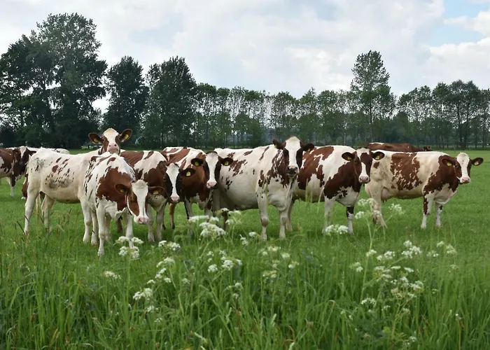 Апартаменты Beeldend Buiten