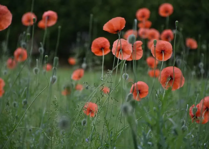 Beeldend Buiten Wichmond