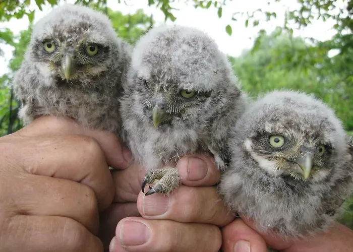 Апартаменты Beeldend Buiten